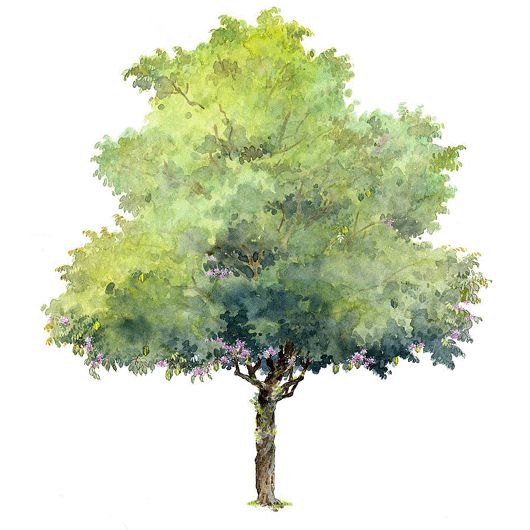 watercolor-tree